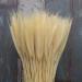 25pcs/set Natural Wheat Ear Barley Dried Flowers Bouquet For Wedding Party Room Decoration Wheat Decoration Bouquet Craft Beige 25pcs - Buy Online on SooperMarket.com