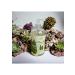 Nesti Dante Dei Colli Cypress Liquid Soap 16.9oz - Luxury Italian Soap for International Shipping - Buy Online on SooperMarket.com