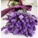 Shelley Kyle French Lavender Mini Gift Set - Buy Online on SooperMarket.com