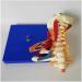 LifeSize Cervical Vertebra Template - Model of Human Being with Nerves Cerebral Trunk Occipital Bone Armpit - Buy Online on SooperMarket.com