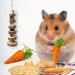 Sofier Natural Wooden Hamster Chew Toys Set - Ideal for Syrian Hamster, Rats, Guinea Pigs, and More! - Buy Online on SooperMarket.com