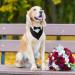 Dongker Dog Smoking Bandana Collar | Adjustable Wedding & Halloween Costumes for Small Medium Large Dogs | International Shipping - Buy Online on SooperMarket.com
