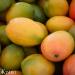 Kyabo 100% Pure Mango Butter Raw Organic & Unrefined - Chemical-Free Natural Skin Moisturizer (5 lb) - Buy Online on SooperMarket.com