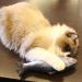 NATUCE 5PCS Catnip Fish Toys for Cat 20 cm Cat Toys Cat Fish Pillow Cat Catnip Toys Cat Chew Toys Pet Toy Cat Pillow Fish Toy Teeth Cleaning Interactive Plush Cat Toys for Cat Puppy dog A-20CM - Buy Online on SooperMarket.com
