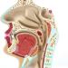 Model of The Nasal Cavity - 1: 1 Life Size Oral Neck Anatomical Model Nasopharyngeal cave - Training aid Medical Training Materials