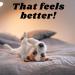 Flea Shampoo for Dogs and Flea Comb Bundle Premium Anti-Flea Dog Cleaning Products Pet Home Treatment for Fleas Natural Ingredients Deep Cleansing and Grooming Kit Easy to Use - Buy Online on SooperMarket.com