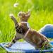 Adjustable Rabbit Leash & Cat Dishes - Perfect for Small Pets | International Shipping - Buy Online on SooperMarket.com