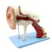 Human Medical Ear Anatomic Model of The Inner Ear of The Inner Ear of The Eardrum The Temporal Bone Ear Nose and Throat for Veterinary Anatomy Learning