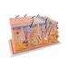 3B Scientific J13 Skin Block Model 70 Times Full-Size 17.3-Inchx9.4-Inchx9.1-Inch - Buy Online on SooperMarket.com