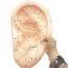 Human Body Model Acupuncture Pressure Points and Meridians 40cm