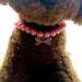 RayMinsino Adjustable Pearl Bone Pendant Necklace for Dogs & Cats - Small Pink/White Collar - Buy Online on SooperMarket.com