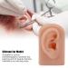 Silicone Ear Model for Piercing Training | Soft Flexible & Reusable Human Ear Display (Dark Skin Color) - International Shipping Available - Buy Online on SooperMarket.com