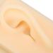 Silicone Ear Model Vivid Shape Durable Wearable Comfortable Soft Human Ear Model Glossy Texture Safe Practical for Teaching Demonstration(Left) - Buy Online on SooperMarket.com