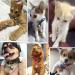 zosenda Extra Loud Cat & Dog Bell 11 Pcs Brass Dog Collar Bell Set Pet Tracker Retro Style Anti-Lost Location Bell for Cat Dog Collar Decoration Training Walking Hiking Hunting (Assorted Sizes) - Buy Online on SooperMarket.com