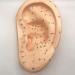 Ear Acupuncture Template Template - Human Giant Ear Acupuncture Template - Chinese Medicine Ear Pattern - Buy Online on SooperMarket.com