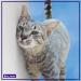 FELIWAY CLASSIC Diffuser Refill 3-Pack - Use with FELIWAY Cat Diffusers - Comforts Cats at Home & Helps Control Unwanted Urine Spraying Cat Scratching and Hiding (90 Day Supply FELIWAY Refill C238) - Buy Online on SooperMarket.com
