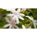 Jasmine Hydrosol Face Mist - Calming Toner & Body Spray | 8oz Pure Organic Aroma Therapy - Buy Online on SooperMarket.com