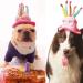 Cute Birthday Cake Hat for Pets with 5 Color Candles - Blue - Buy Online on SooperMarket.com