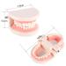 Standard-Tech 1-Part PVC Dental Apprenticeship Model - Ideal for Tooth Brushing Demonstration & Teaching - Buy Online on SooperMarket.com