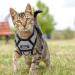 Breakproof Cat Leash Set & Adjustable Soft Kitten Vest | Reflective Stripes | Gray Small Cat Dishes | Ideal for Small Kittens - Buy Online on SooperMarket.com