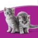 Whiskas Milk Kitten Treats - Delicious Snacks for Healthy Growth | 6 Pack x 66g Chicken | Ideal for 2-12 Months Old Cats - Buy Online on SooperMarket.com
