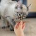 tiopeia 30 PCS Cat Catnip Sticks Natural Matatabi Chew Sticks as Dental Treat Teeth Grinding Chew Toys for Cat Kitten Kitty - Buy Online on SooperMarket.com