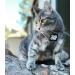 Travel Cat Harness and Leash Set - Adjustable Comfort Fit Mesh Vest Harnesses with Reflective Strap - Snug Fit Harness for Cats Kitten for Outdoor Walking Grey Large (Chest 16-19 inch) Grey L - Buy Online on SooperMarket.com
