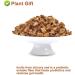 Flower 2 (180G-Chicory Root) - Buy Online on SooperMarket.com