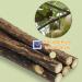 Buy Matatabi Cat Mint Sticks - 40 Pieces for Dental Care | Catnip Toys for Cats - Buy Online on SooperMarket.com