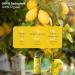 Benvolio Bio Lemon Oil 250ml - Cold Pressed Olive Oil with Real Lemon - Perfect for Salads Meat & Fish - 100% Natural Rich in Vitamins E & C - Buy Online on SooperMarket.com
