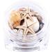 2 Boxes 3d Natural Nail Art Decoration Mini Conch Shells Starfish Sea Beach Ornaments Manicure Tools for Diy - Buy Online on SooperMarket.com