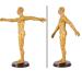 Human Acupuncture Template 50 cm Human Meridian Chinese Medicine Acupuncture Point Medicine Acupuncture Point Model Hand Rotate Anatomy Model - Buy Online on SooperMarket.com