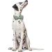 Shop Lionet Paw's Comfortable Silk Green Dog Collar with Removable Fly - XS for Puppies & Cats (20-30cm) - Ideal for International Shipping - Buy Online on SooperMarket.com