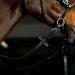 HORZE Genuine Leather Cross-Under Bitless Bridle with Web Reins - Black US Horse - Buy Online on SooperMarket.com