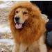 Lion Mane For Dog Lion Mane Costume For Dog Lion Mane For Dogs Large Dog Lion Mane Black Realistic Lion Mane Wig For Head Circumference 6/11/14.5inch (coffee M-11inch) M-11inch coffee - Buy Online on SooperMarket.com
