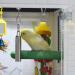 Xzhixiao 1 Piece Bird Parrot Bell Toy with Sweet Sound Stainless Steel Bell Toy Squirrel Bells Bell Hanging Toy Used for Bird Parrot Macaw African Greys Cockatoo Parakeet Cockatiels(S/ 7.7'') - Buy Online on SooperMarket.com
