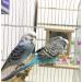 Hanging Bird Mirror Swing Toy - Interactive Play for Small Parrots & Birds - 2PCS - Buy Online on SooperMarket.com