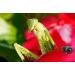Raynox DCR-150 Snap-On Macro Lens - Enhance Your Photography with Precision - Buy Online on SooperMarket.com