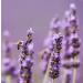 Lavender Raw Creamy Honey - 300g - Collected in Morocco - Buy Online on SooperMarket.com