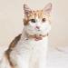 Ruzister 3-Pack Adjustable Cat Neck Bands with Flowers & Bells - Cute Floral Collars for Boys & Girls Perfect Accessories for Your Feline  - Buy Online on SooperMarket.com
