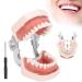 Removable tooth model simulation tooth model restoration & use of bridge implants Pedagogical teaching model for teaching practice with screwdriver for tooth morphology