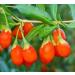 Organic Goji Berry Powder 4oz - Non-GMO, Kosher, Raw, Vegan | Maltodextrin Free - Buy Online on SooperMarket.com