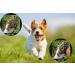 Buy VALFRID Anti-Slip Paw Protectors for Dogs - 24 Pieces Self-Adhesive Silicone Gel Non-Slip Dog Shoes & Socks for Small Dogs (S 3.3*3.9cm 0-5kg) - International Shipping Available - Buy Online on SooperMarket.com
