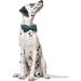 Buy Lionet Paw's Comfortable Silk Christmas Dog Collar with Removable Fly for XLarge Dogs (Neck 40-66cm) - Stylish Green 1 Pack - Buy Online on SooperMarket.com