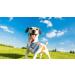 Lionet Paws Blue Grid Dog Bandana for Small Medium Large Dogs - Triangle Scarf for Boy or Girl - Pack of 1 - Buy Online on SooperMarket.com
