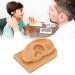 Silicone Right Acupuncture Ear Model - Waterproof Hearing Aid Display Accessory for Science Education - Buy Online on SooperMarket.com