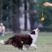 Buy Durable Dog Toys: Flee Durafoam Ball & Rope - Perfect for Large & Small Dogs - International Shipping Available - Buy Online on SooperMarket.com