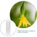 Happyyami 4 Pcs Vegetable Shaping Mold Fruit Cucumbers Mold Shaping Vegetable Forming Mould Mushroom Modeling - Buy Online on SooperMarket.com