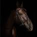 Horze Denver Bitless Bridle - Black Cob Size | Shop Now - Buy Online on SooperMarket.com