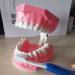 LBYLYH Dental Implant Teeth - Oral Care Brush Model & Educational Dental Template for Early Childhood Learning - Buy Online on SooperMarket.com